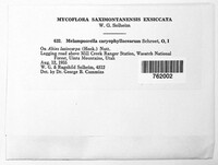 Melampsorella elatina image